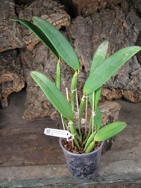 Cattleya lueddemanniana tipo 'Royal Flash' x Cattleya lueddemanniana tipo 'Drago'.jpg