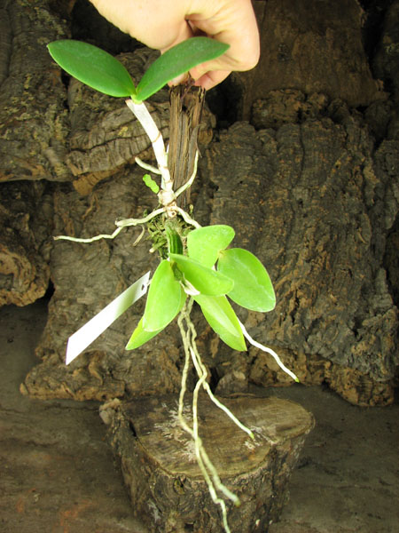 Cattleya intermedia orlata marginata coerulea 'AWZ' x Cattleya intermedia coerulea aquini flamea 'AWZ'.jpg