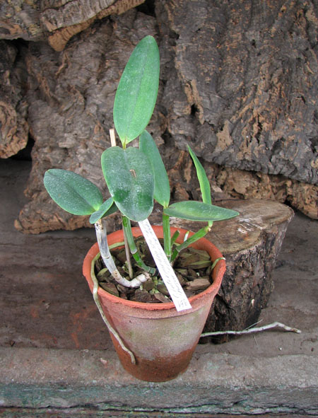 Cattleya intermedia semi alba-orlatao 'Fusae' x Cattleya intermedia pelorica 'Rabo de Pavao'.jpg