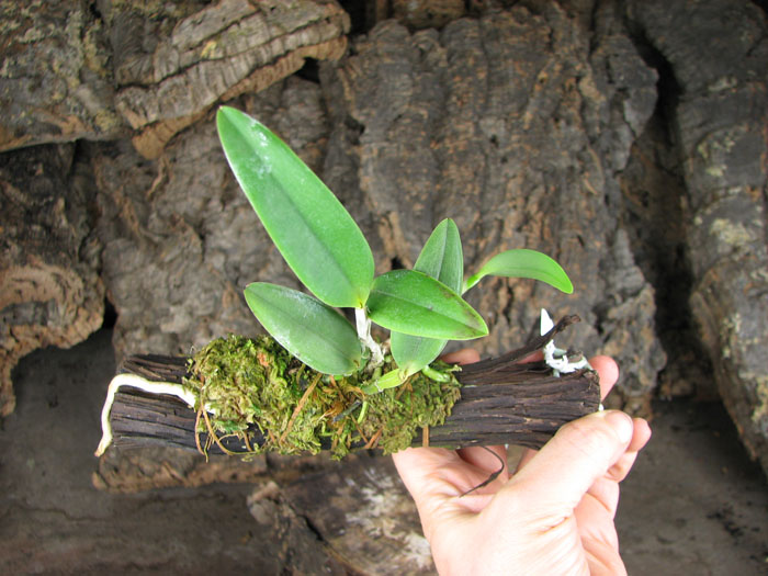 Cattleya intermedia fma Aquinii 'Vinicolor'.jpg