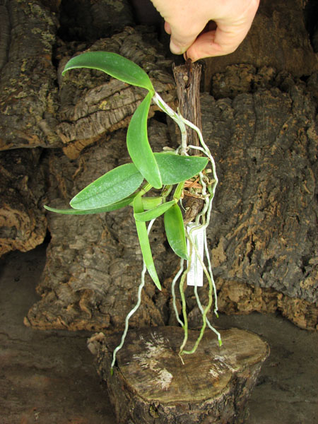 Cattleya intermedia sanguinea 'do Padre Vitus' x Cattleya intermedia flamea 'BF-96'.jpg