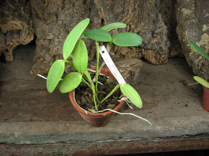 Cattleya intermedia orlatão 'Pedra Azul' x Cattleya intermedia flamea.jpg
