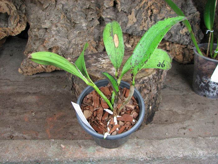 Cattleya Jungle Eyes 'ORCHIS'.jpg