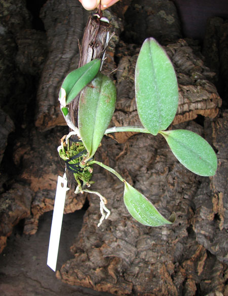Cattleya kerrii 'Itapebí' x Cattleya kerrii 'Bahia'.jpg