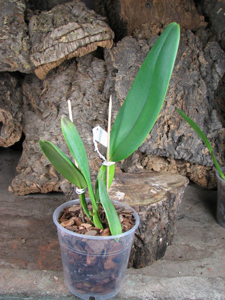 Cattleya jenmanii orlata 'Pacaraima' x SELF.jpg