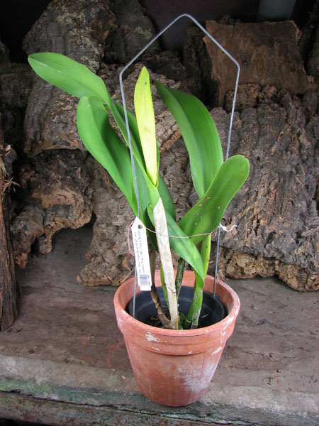 Potinara Haw Yuan Gold 'YC#2.jpg