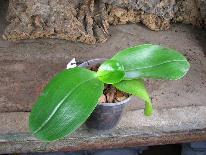 С цветоносом