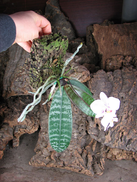 Phalaenopsis schilleriana.jpg