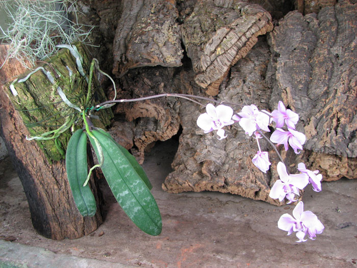 Phalaenopsis schilleriana.jpg