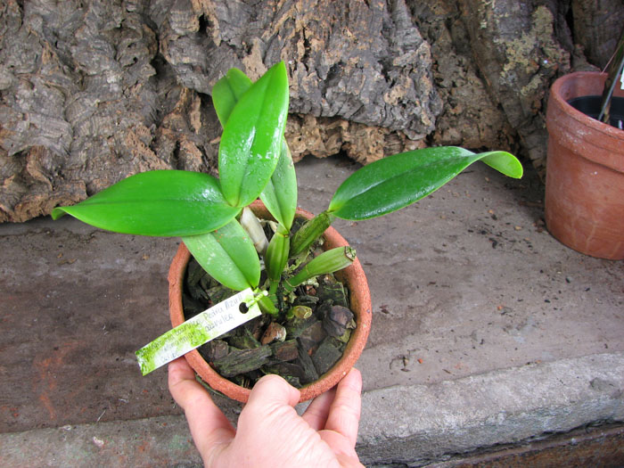 Cattleya lueddemanniana coerulea 'Pedra Azul' XXX x Cattleya lueddemanniana coerulea 'Caribe'.jpg