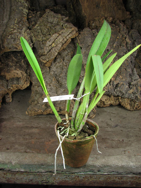 Laeliocattleya Purple Cascade 'Fragrance Beauty' (Interglossa x Tokyo Magic).jpg