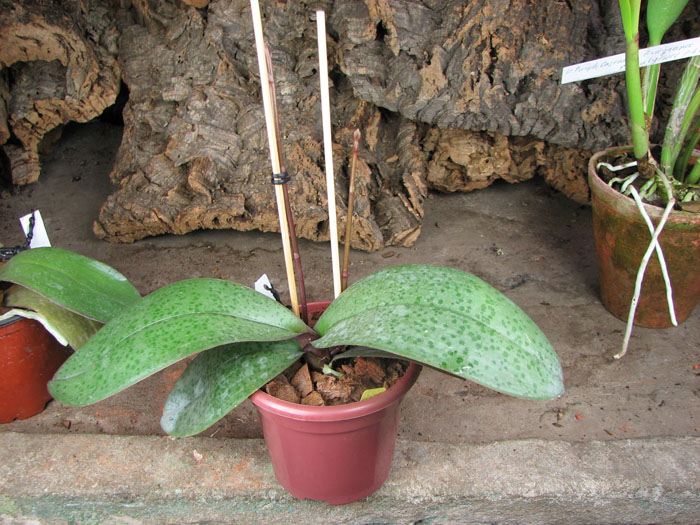 С двумя цветоносами