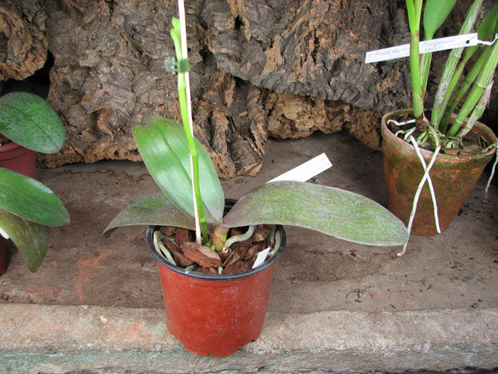 С цветоносом