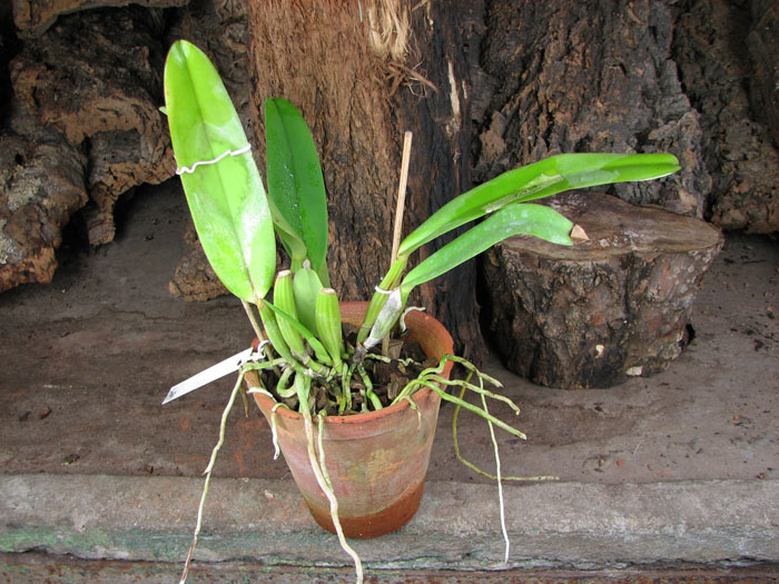 Cattleya labiata 'Labelo Grande' x Cattleya labiata 'Feliz Páscoa'.jpg