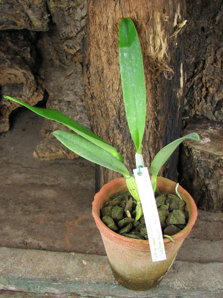 Cattleya labiata alba 'Jassira' (Z-86) x Cattleya labiata alba 'Pernambuco' (BH-200).jpg