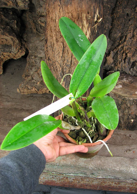 Cattleya labiata alba 'Nuvem Branca' x Cattleya labiata coerulea 'Estrelinha'.jpg