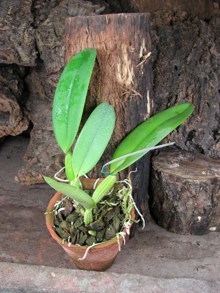 Cattleya labiata alba 'Ótima' XXX x Cattleya labiata roxo bispo 'Urbano'.JPG
