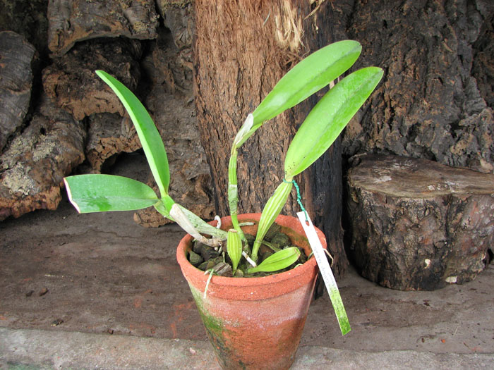 Cattleya labiata alba x Cattleya labiata roxo bispo 'Urbano'.jpg