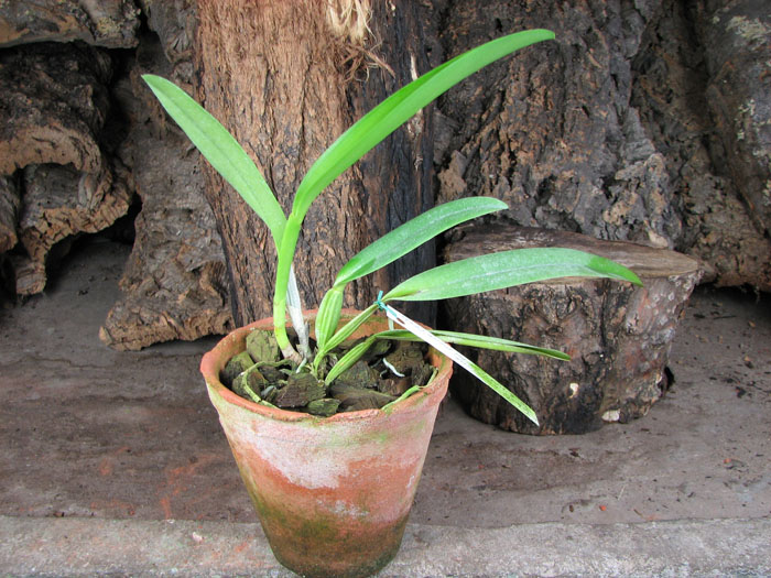 Cattleya labiata amesiana 'São Gabriel' (Z-8) x Cattleya labiata amesiana 'Rei Momo' (Z-43).jpg