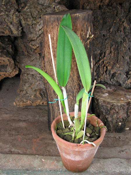 Cattleya labiata amesiana 'Super Star' (Z-43) x Cattleya labiata roxo bispo 'Urbano'.jpg