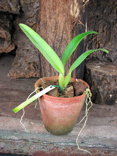 Cattleya labiata amesiana concolor 'Serra Negra' x Cattleya labiata amesiana 'Angel' (Z-43).jpg