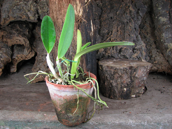 Cattleya labiata amesiana concolor 'Serra Negra' x Cattleya labiata amoena 'Preciosa' (Z-8).jpg