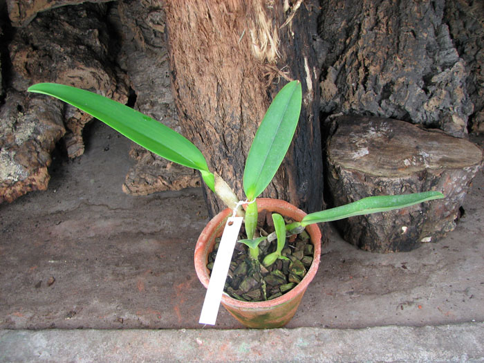 Cattleya labiata amesiana lineata 'AWZ' (Z-8) x Cattleya labiata amesiana lineata 'Pedra Azul'.JPG
