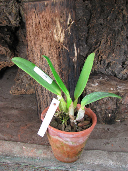 Cattleya labiata amesiana 'Bela' (Z-8) x SELF.jpg