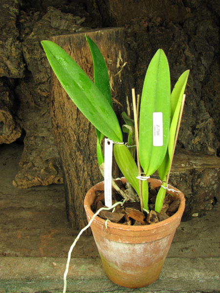 Cattleya labiata coerulea 'Bastiao' x Cattleya labiata coerulea 'Lourival'.jpg