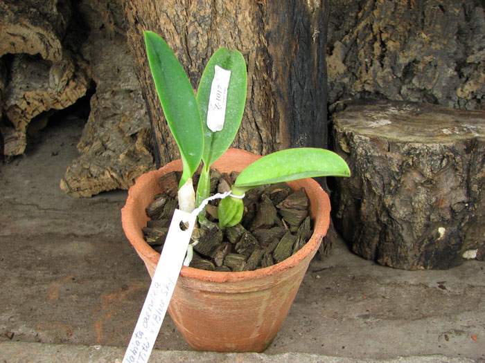 Cattleya labiata coerulea 'Titi' (Z-185) x Cattleya labiata coerulea 'Blue Sky' (Z-185).jpg