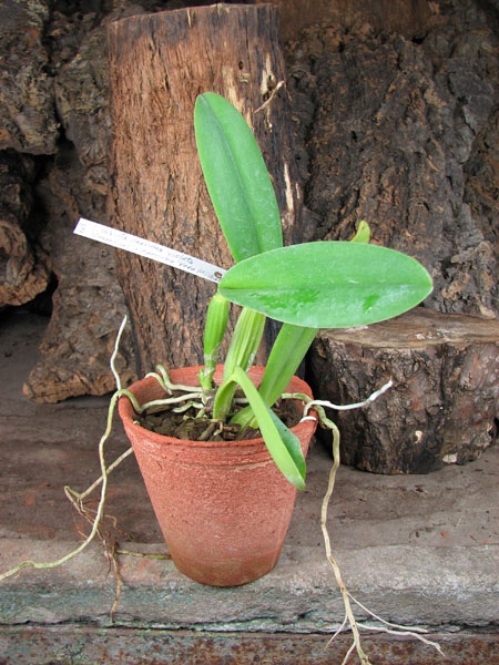 Cattleya labiata coerulea violeta 'Lourival' x Cattleya labiata coerulea 'Vera Micelli'.jpg