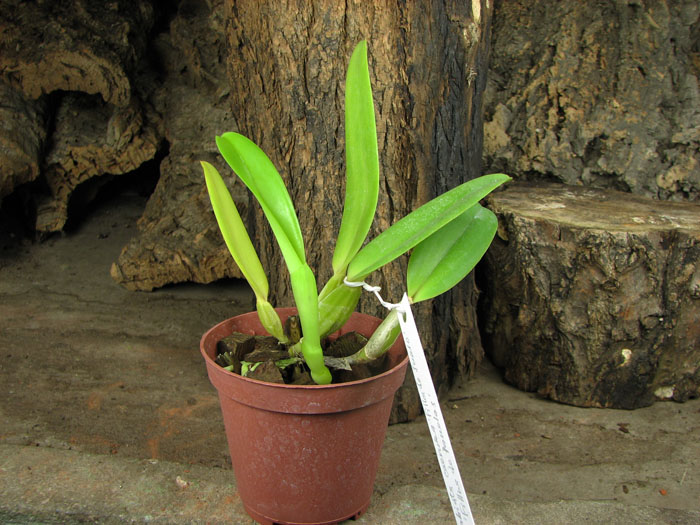 Cattleya labiata coerulea 'Filha de Junior' x Cattleya labiata coerulea 'Filha de Panelas'.jpg