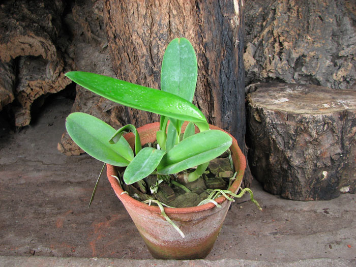 Cattleya labiata coerulea 'Pedra Azul' (Z-185) x Cattleya labiata coerulea 'Luizinho' (Z-105).jpg