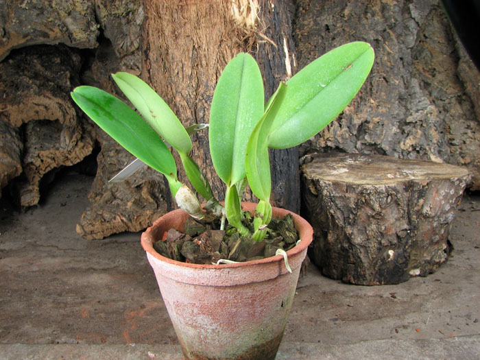 Cattleya labiata coerulea 'Z-185' XXX x Cattleya labiata coerulea 'Junior'.jpg