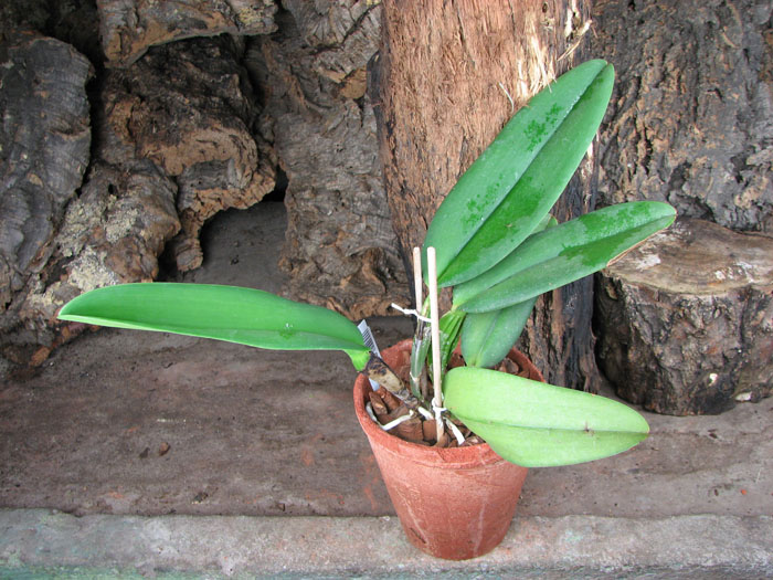 Cattleya labiata coerulensis.jpg