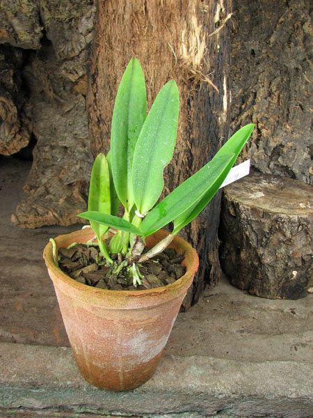 Cattleya labiata coerulescens 'Da Norma Dreher' x self.jpg