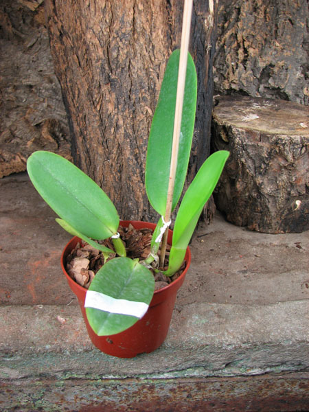 Cattleya labiata punctata x Cattleya labiata punctata (quase concolor) 'AWZ'.jpg