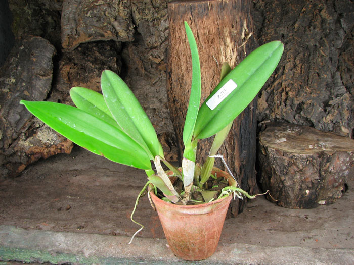 Cattleya labiata rubra 'Schuller' x Cattleya labiata rubra 'Deize'.jpg
