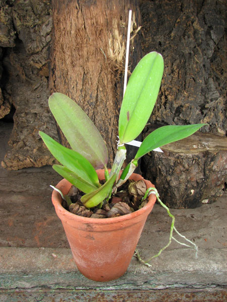 Cattleya labiata rubra integra-orlata-pincelada x Laelia pumila 'Ruby Queen'.jpg