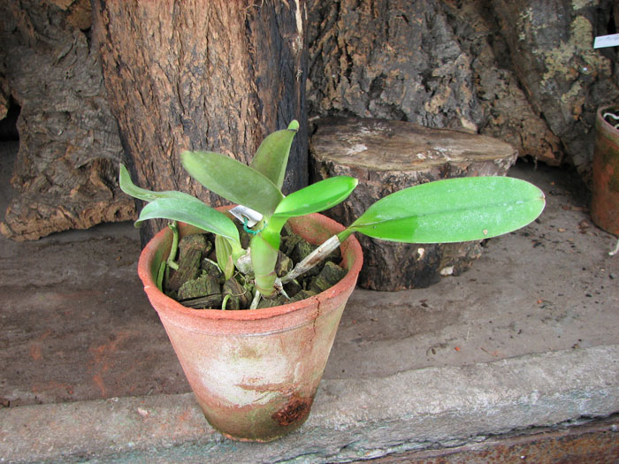 Cattleya labiata rubra orlata 'Maravilha' (Z-86) x Cattleya labiata rubra orlata 'Veludo Escuro' (Z86).jpg