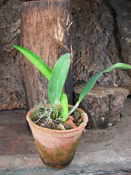 Cattleya labiata rubra-integra-orlata 'Z-41' x Cattleya labiata rubra-integra-orlata pincelada 'ZAS-1'.jpg