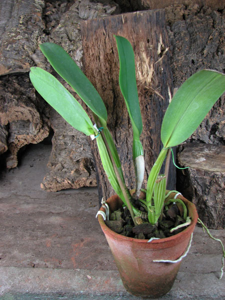 Cattleya labiata semi alba 'Marina' x Cattleya labiata alba 'Nuvem Branca'.jpg