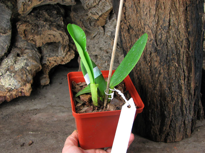 Cattleya labiata sem alba 'Marina' x Cattleya labiata sem alba perola 'Vila Velha'.jpg