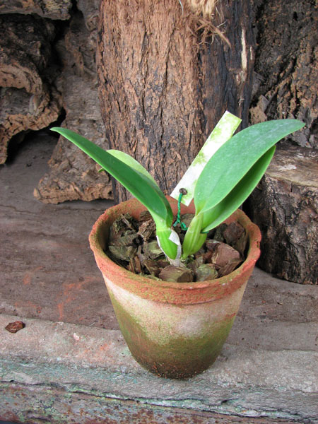 Cattleya labiata sem alba 'Marina' x Cattleya labiata semi alba sanguinea 'A Paccione'.jpg