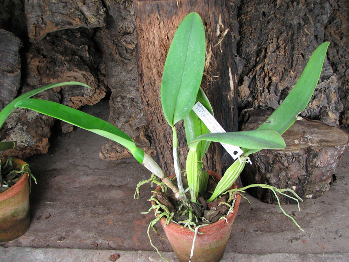Cattleya labiata semi alba 'Pingo de Luz' (Z-12) x Cattleya labiata alba 'Jassira' (Z-86).jpg