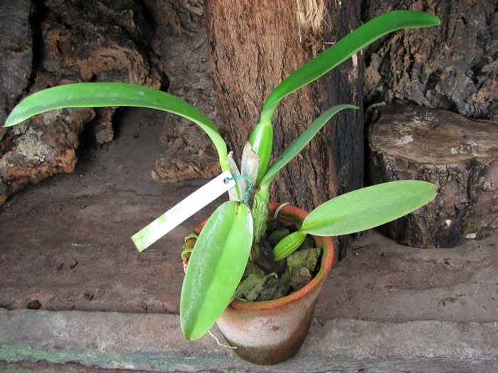 Cattleya labiata semi alba 'Aiko' x Cattleya labiata semi alba 'Magnifica' (Z-12).jpg