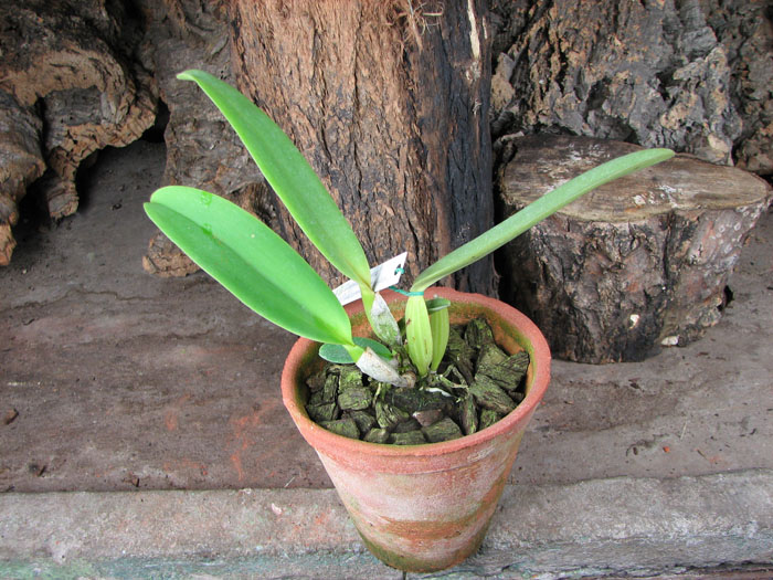 Cattleya labiata semi alba 'Garganta Escura' x Cattleya labiata semi alba ('Cooksoniae' x 'Gloriosa').jpg