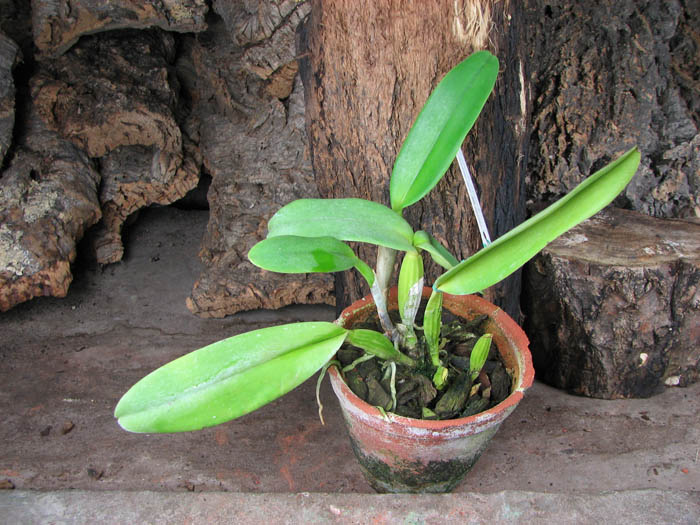 Cattleya labiata semi alba 'Garganta Escura' x Cattleya labiata semi alba sanguinea 'Paccione'.jpg