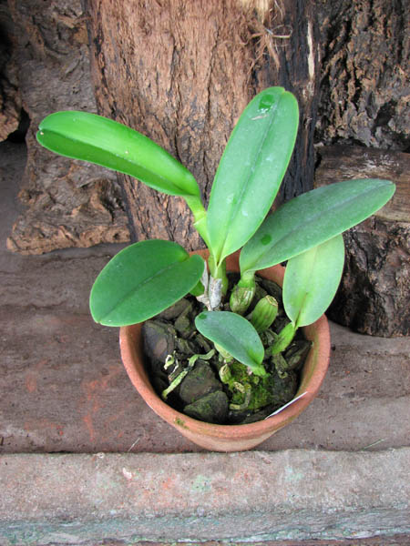 Cattleya labiata semi alba 'Perfection' (Z-12) x SELF.jpg