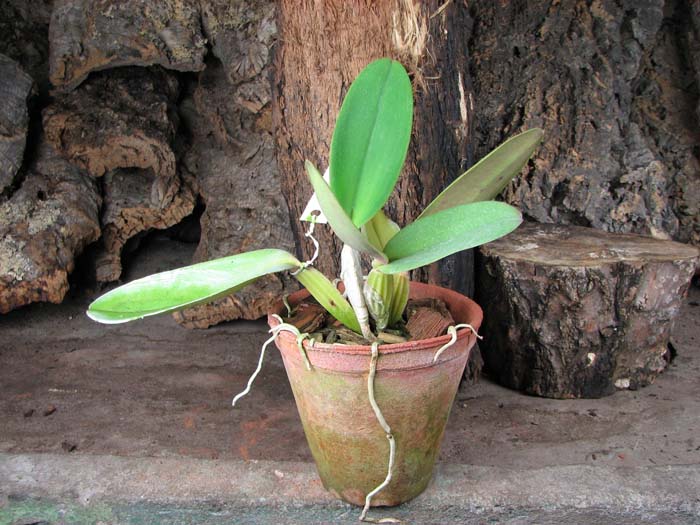 Cattleya labiata tipao 'Rodrigues' x Cattleya labiata tipo 'Cara Grande'.jpg